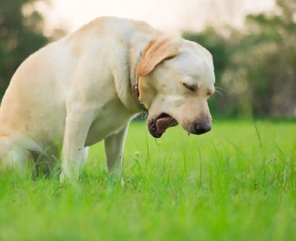 Köpek kusmasına ne iyi gelir?