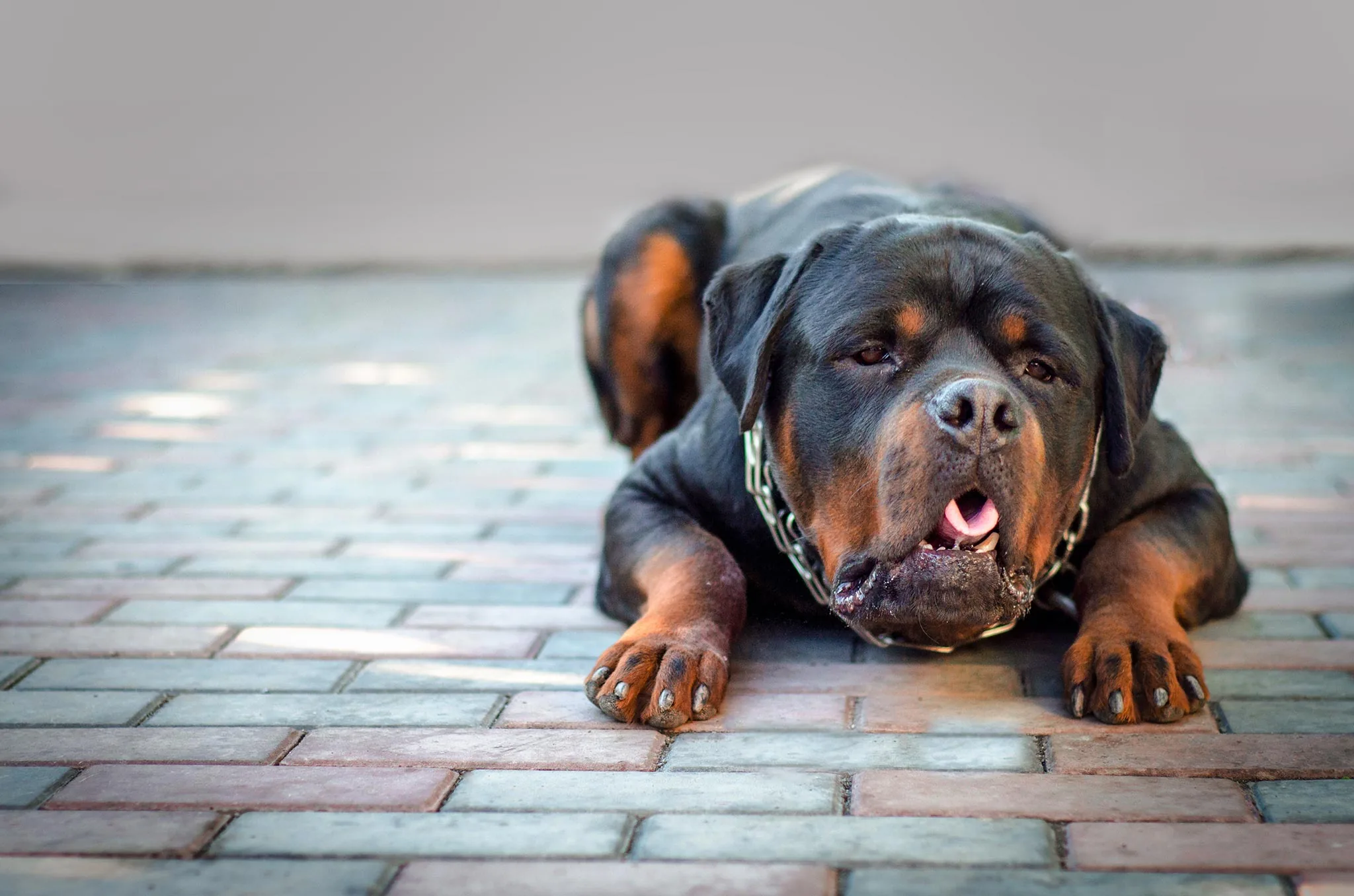 Köpek kusmasına ne iyi gelir?