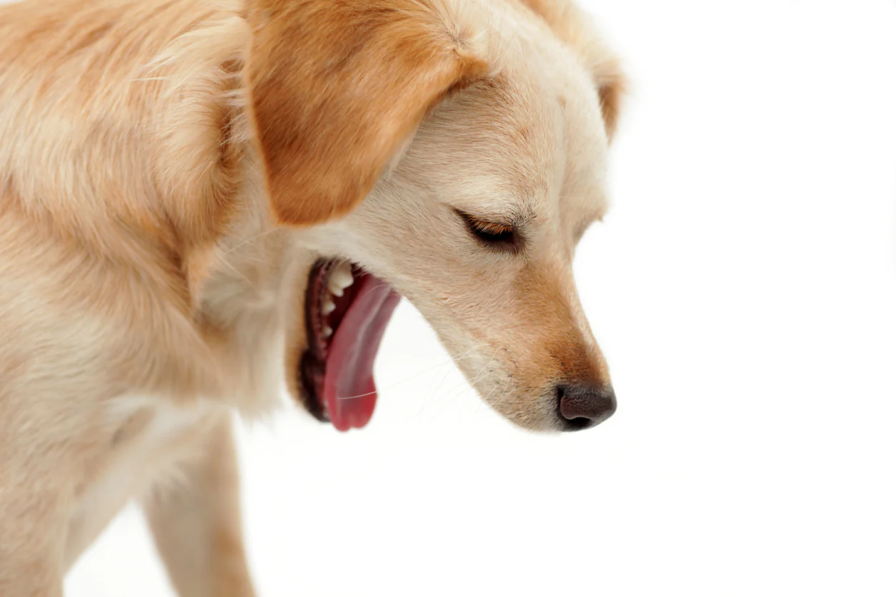 Köpek kusmasına ne iyi gelir?