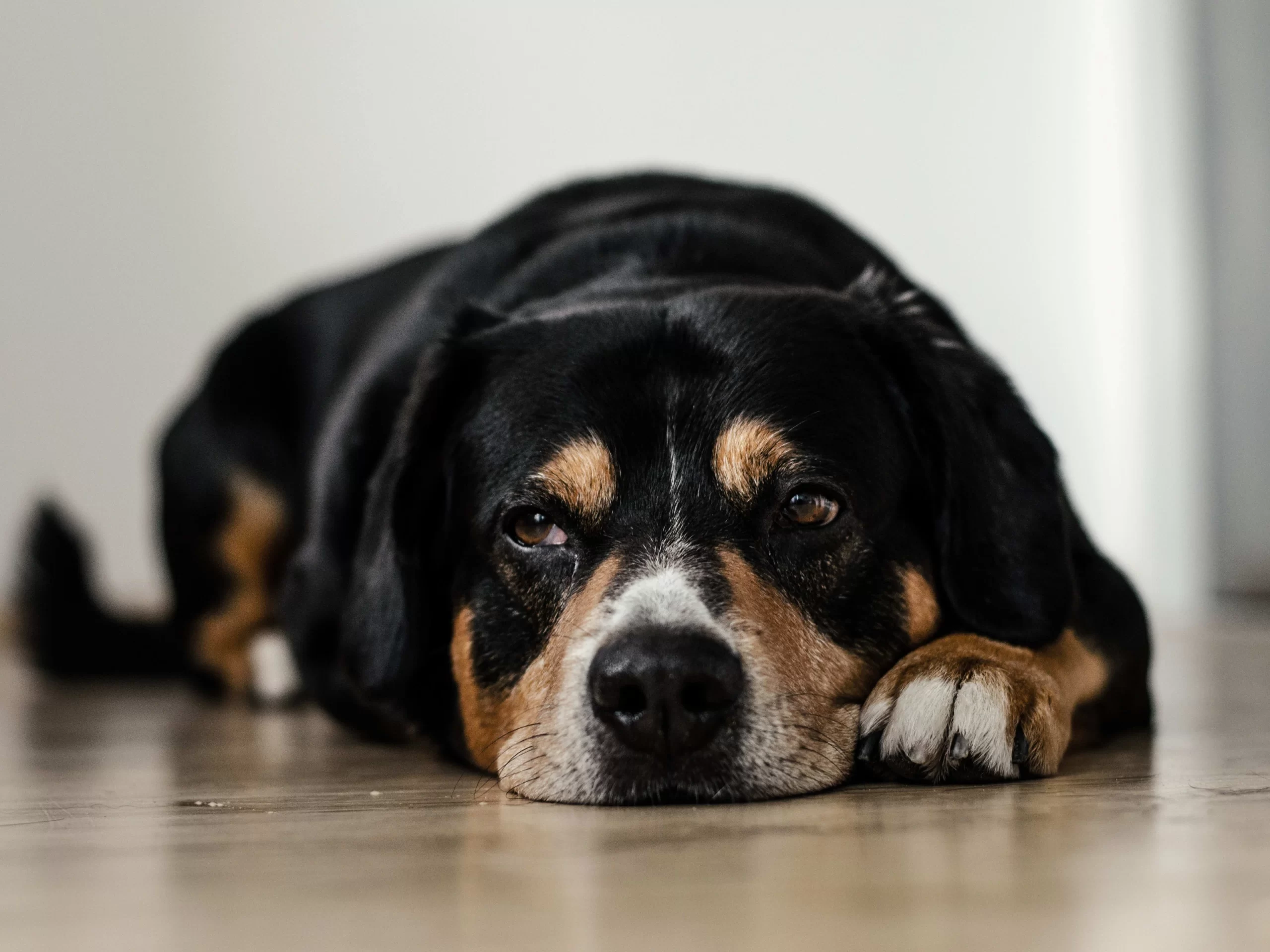Köpek kusmasına ne iyi gelir?