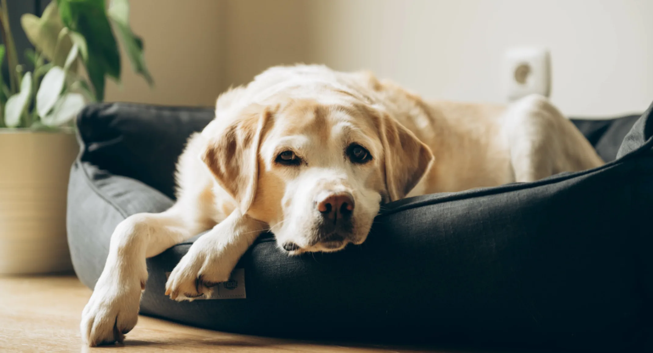 Köpeklerde Kanlı İshal Belirtileri