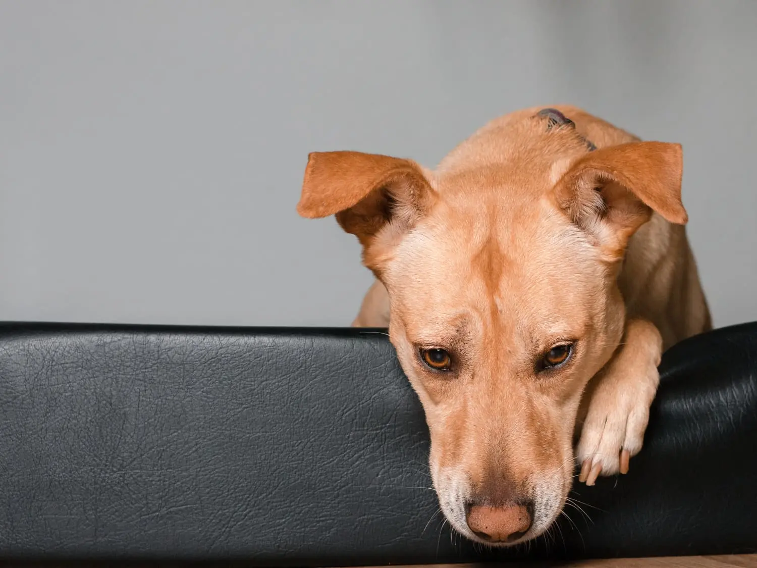 Köpeklerde Kanlı İshal Nasıl Geçer?