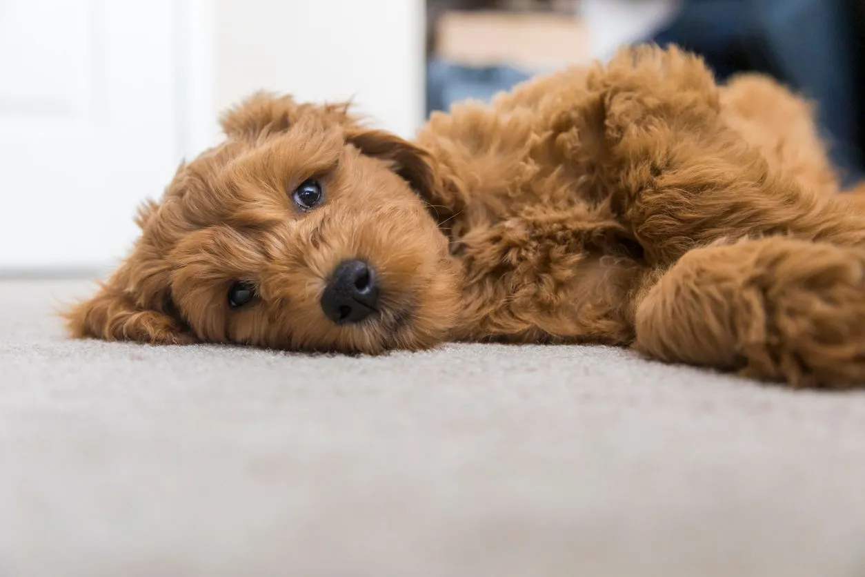 Köpeklerde Kanlı İshale Ne İyi Gelir?