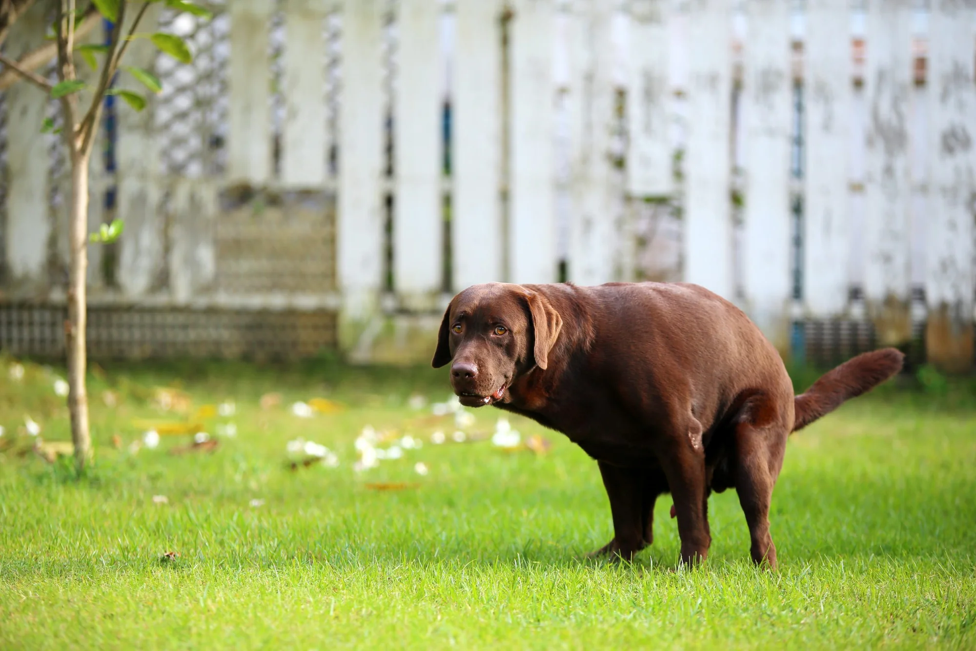 Yavru Köpeklerde Kanlı İshal Tedavisi