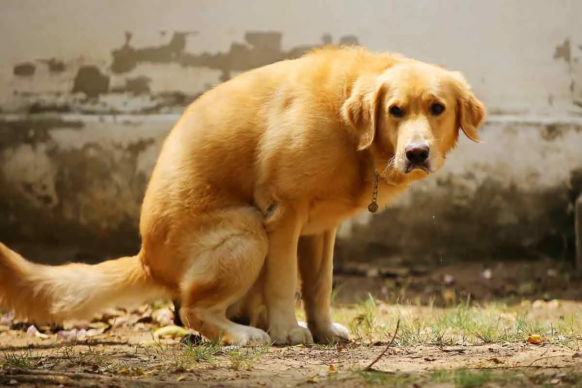 Köpeklerde kanlı ishal belirtileri ve tedavisi