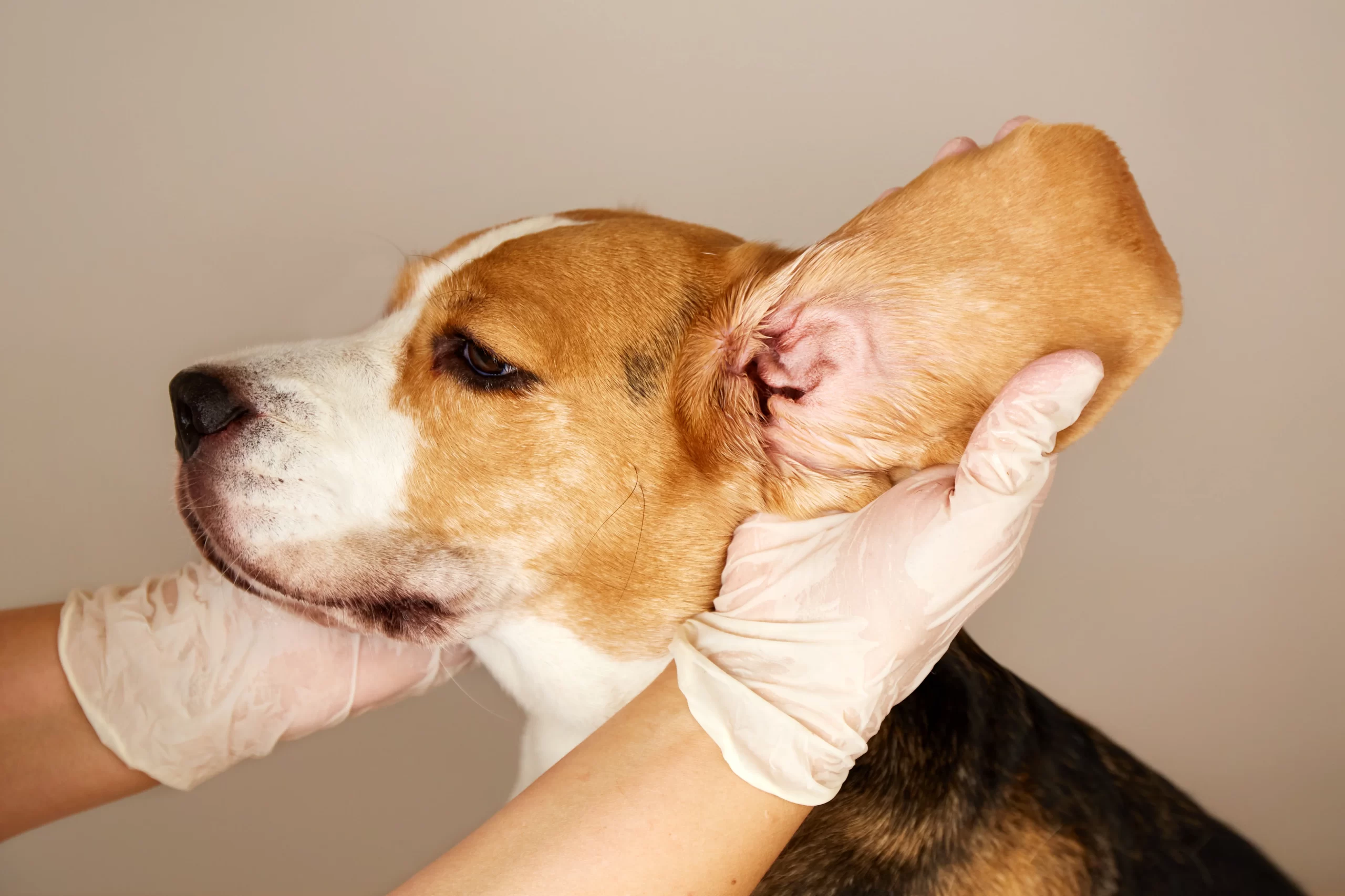 Köpeklerde kulak iltihabı