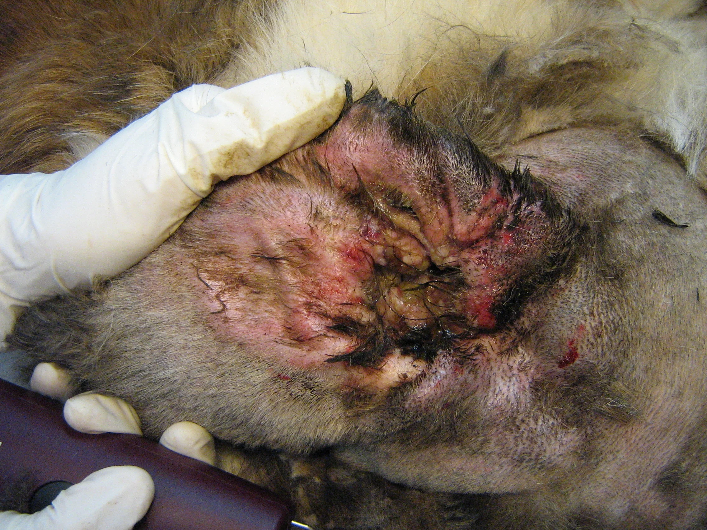 Köpeklerde kulak iltihabı