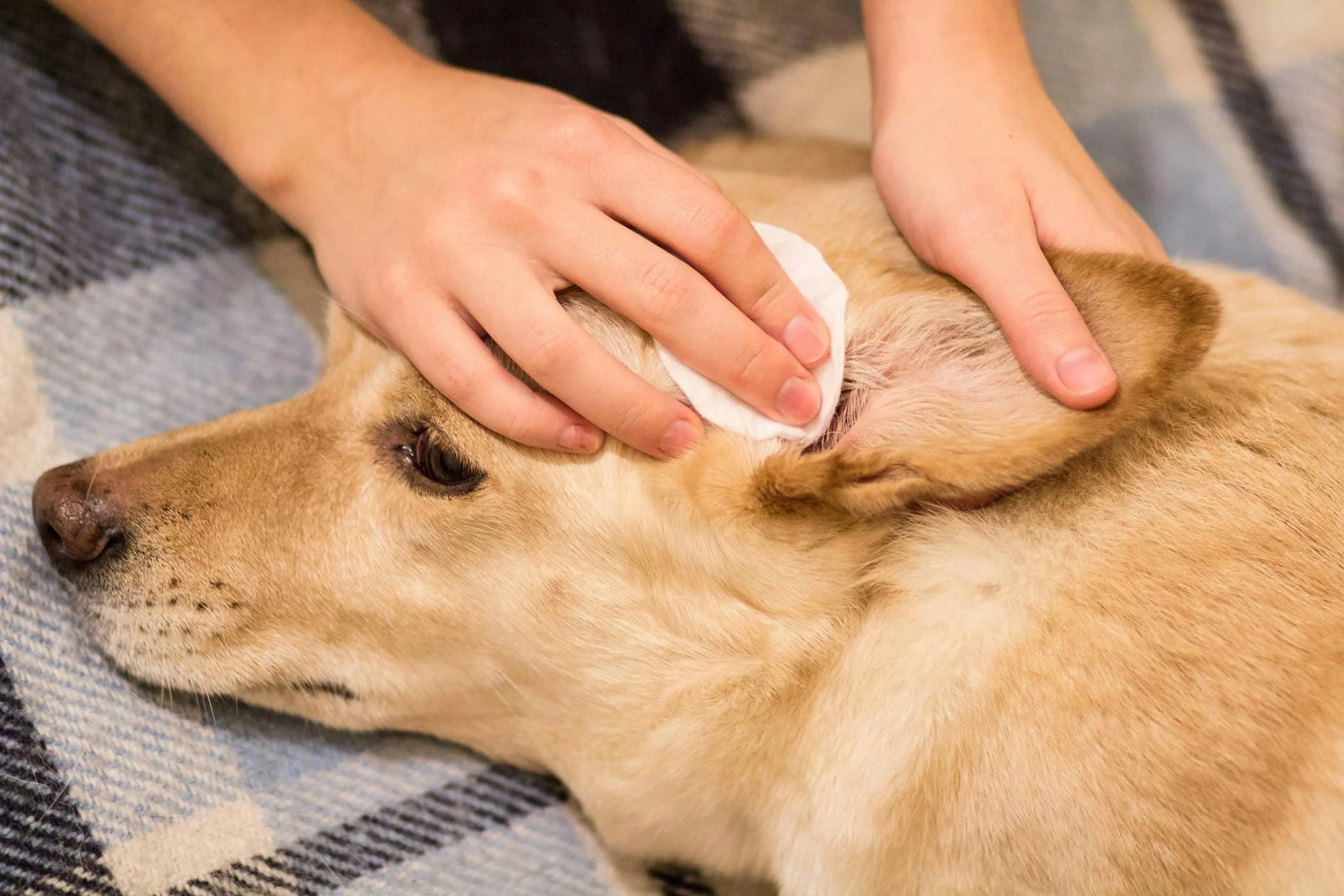 Köpeklerde Kulak İltihabı Belirtileri