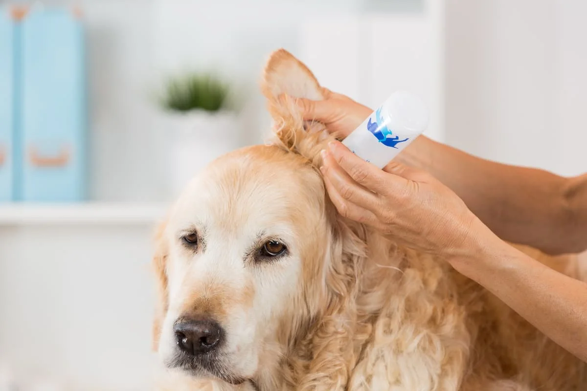 Köpeklerde Kulak İltihabı Tedavisi