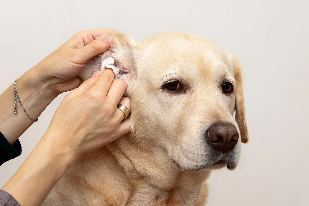 İstanbul Köpeklerde Kulak İltihabı