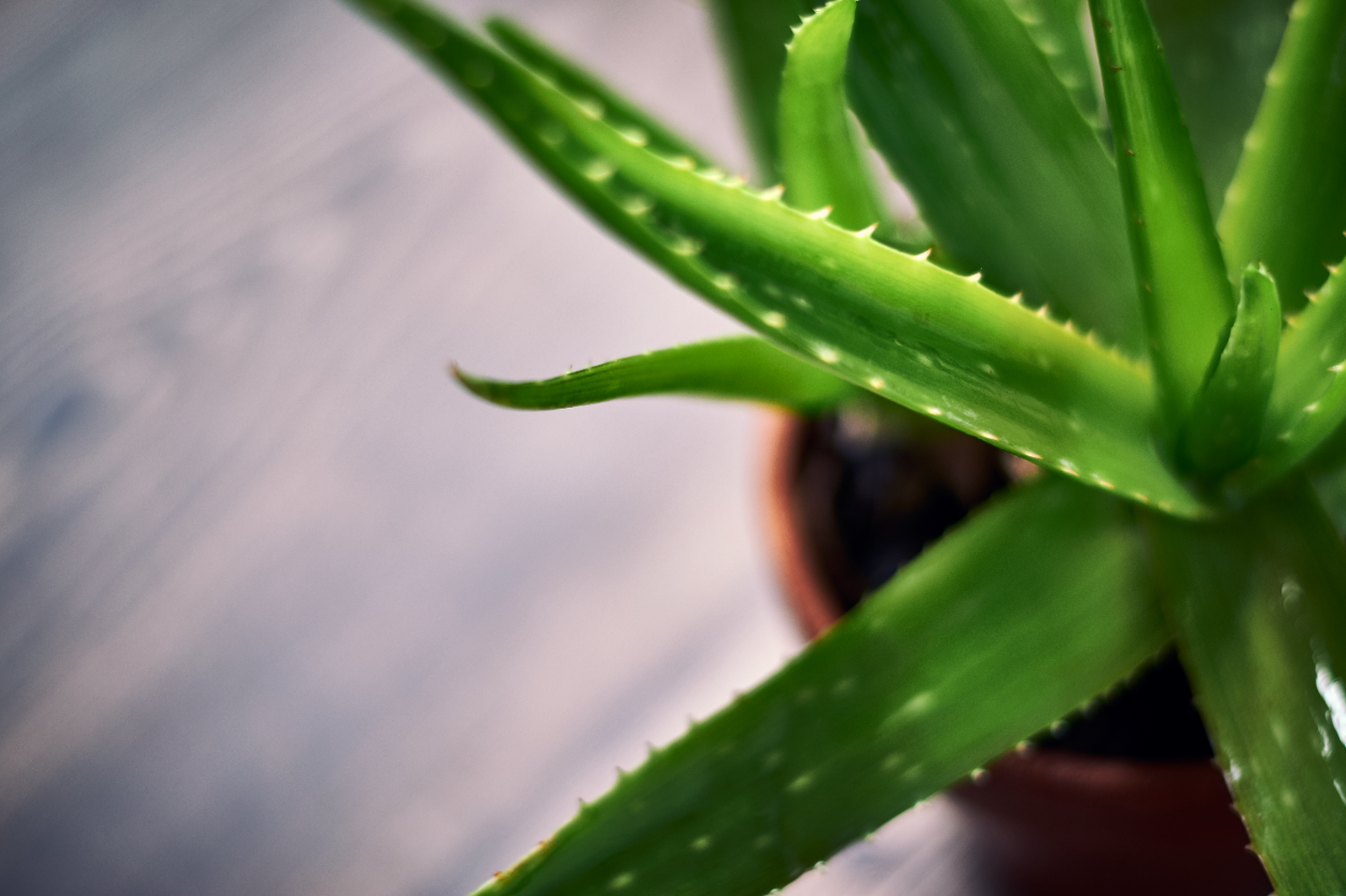 Aloe vera bitkisi