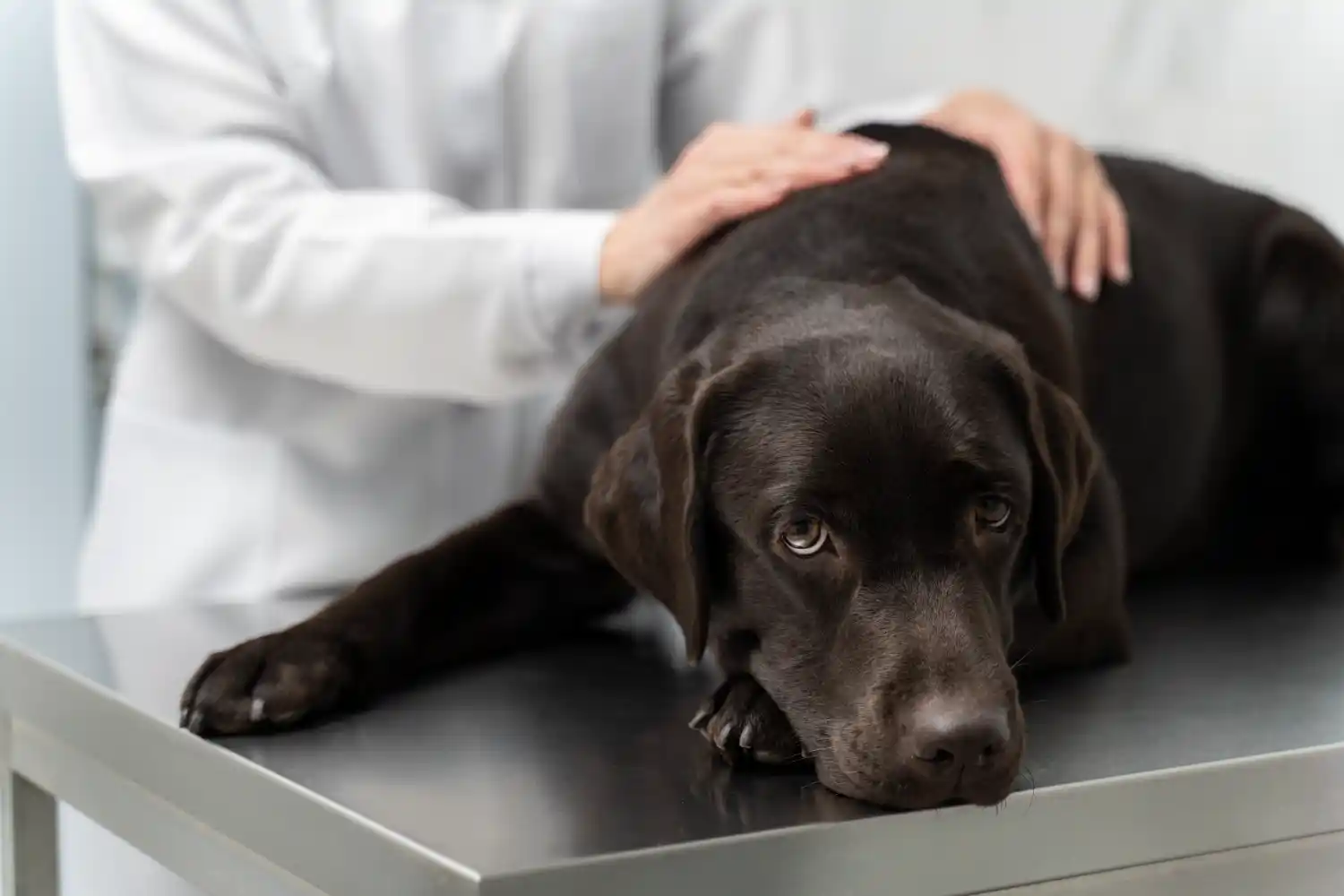 Köpeklerde kansızlık neden olur?