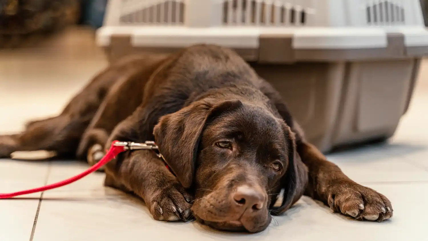 Köpeklerde kansızlık neden olur? nasıl tedavi edilir?