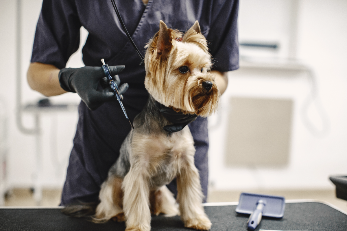 Köpek traşı