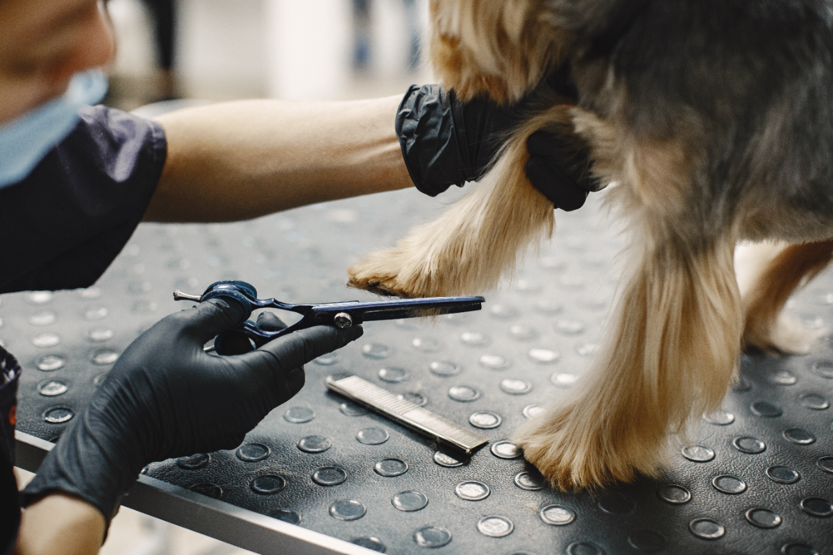 Köpek tüy kesimi