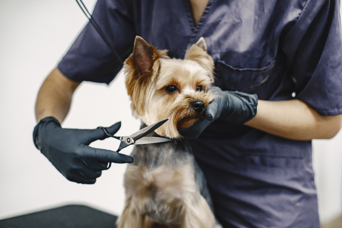 Köpek traşı fiyatları