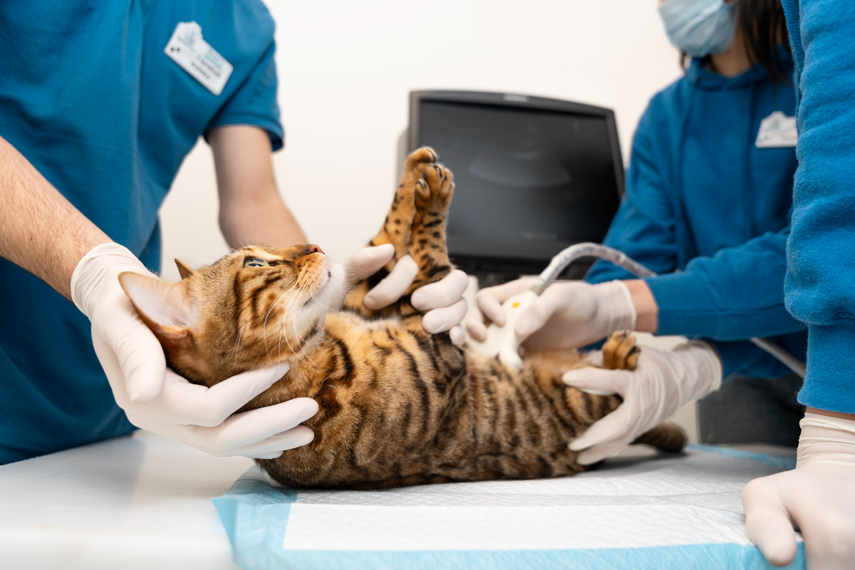 kedi ultrason