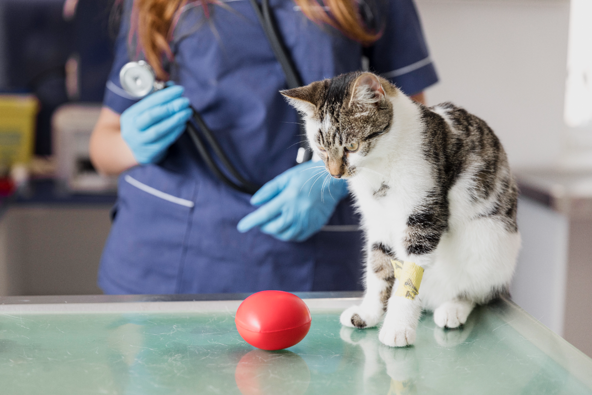 Kedi ultrason taraması