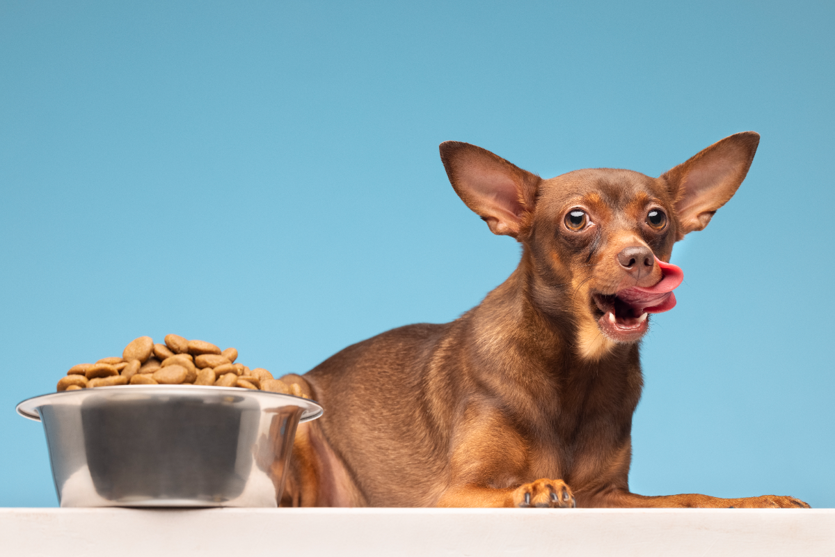 Köpekler bulgur pilavı yer mi?
