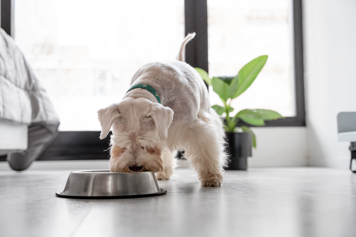 Köpekler bulgur yer mi?