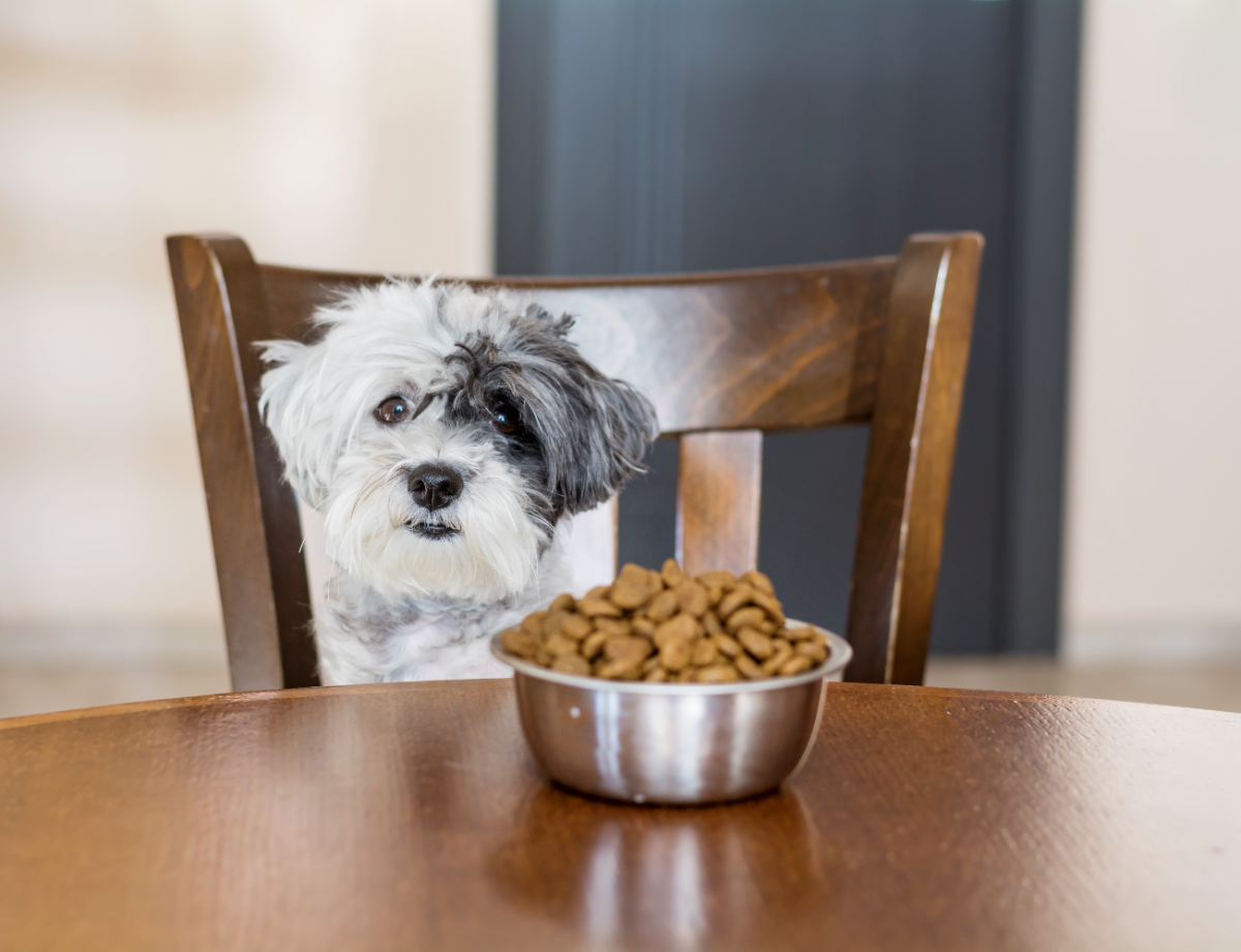Köpekler bulgur yer mi?
