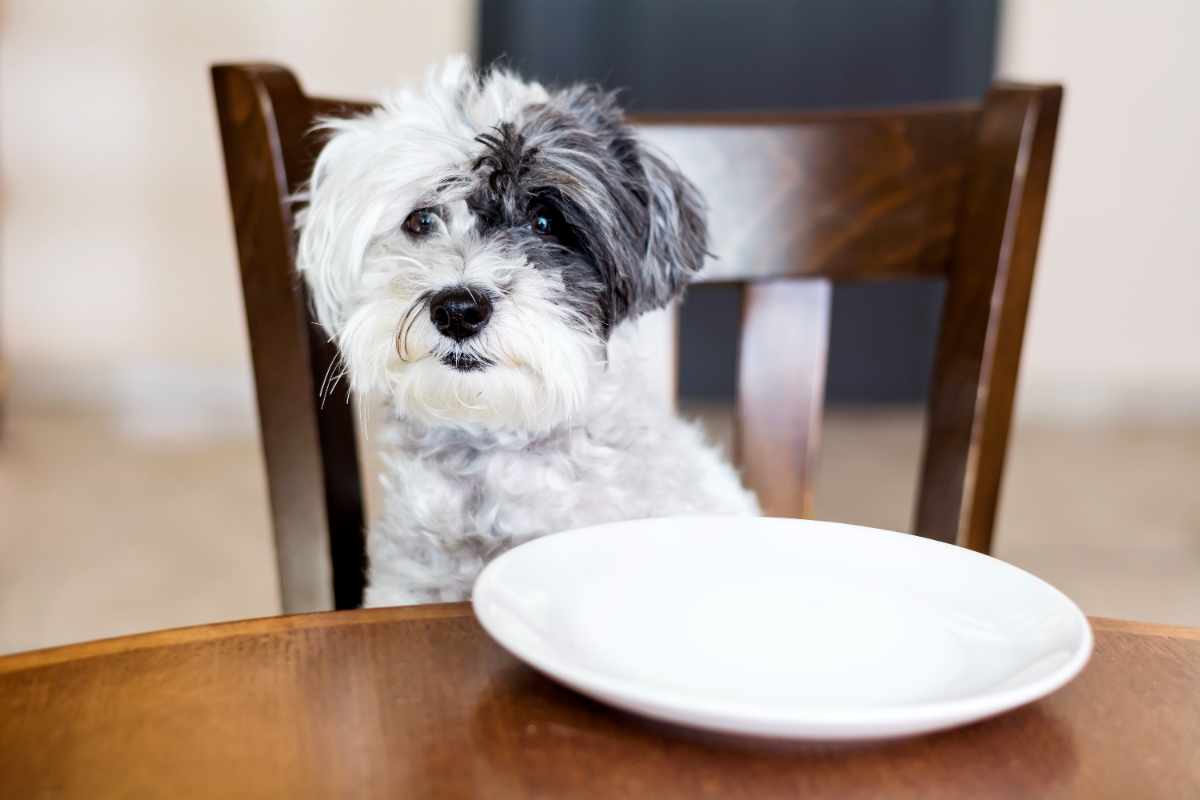 Köpekler bulgur yer mi?