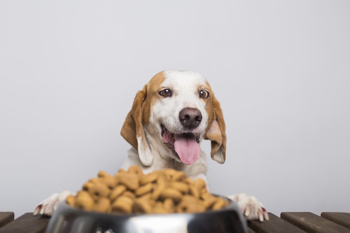 Köpekler bulgur yer mi?