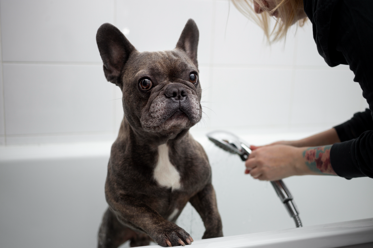 Köpekler ne sıklıkla yıkanır?