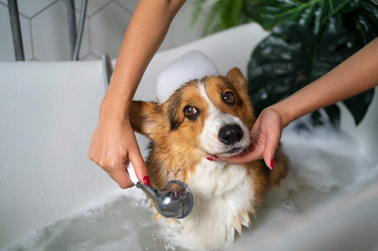 Köpekler ne sıklıkla yıkanır?