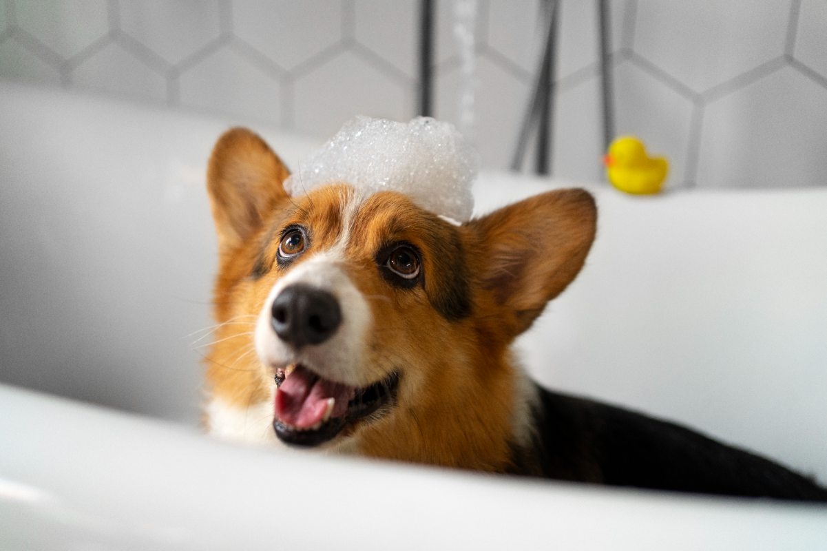 Köpekler ne zaman yıkanır?