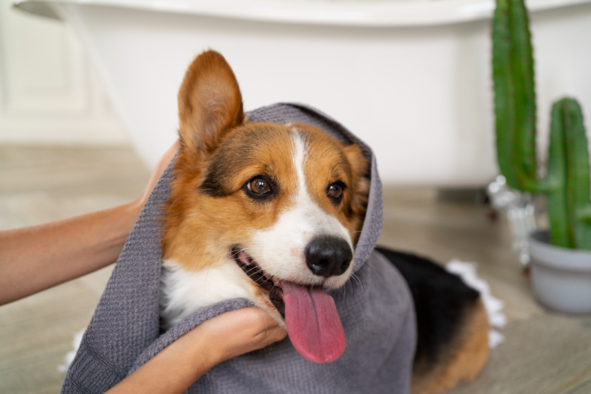 Köpekler nasıl yıkanır?