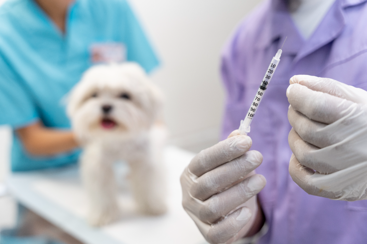 Köpeklerde kuduz aşısının yan etkileri nelerdir?
