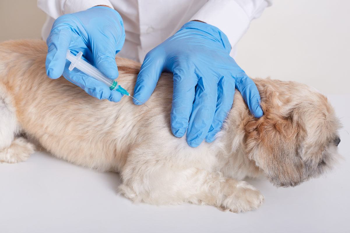 Köpeklere kuduz aşısı yapılmazsa ne olur?