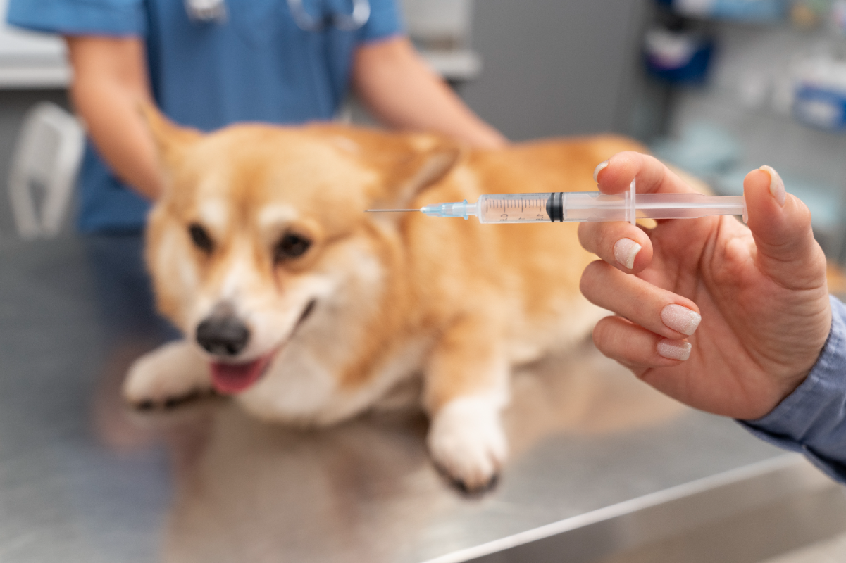 Köpeklerde kuduz aşısı