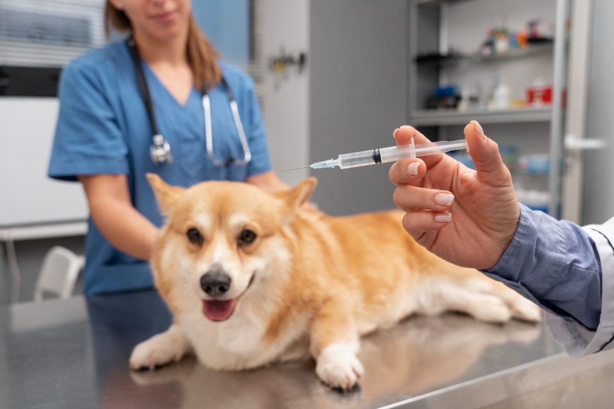 Köpeklerde kuduz aşısı yapılmazsa ne olur?