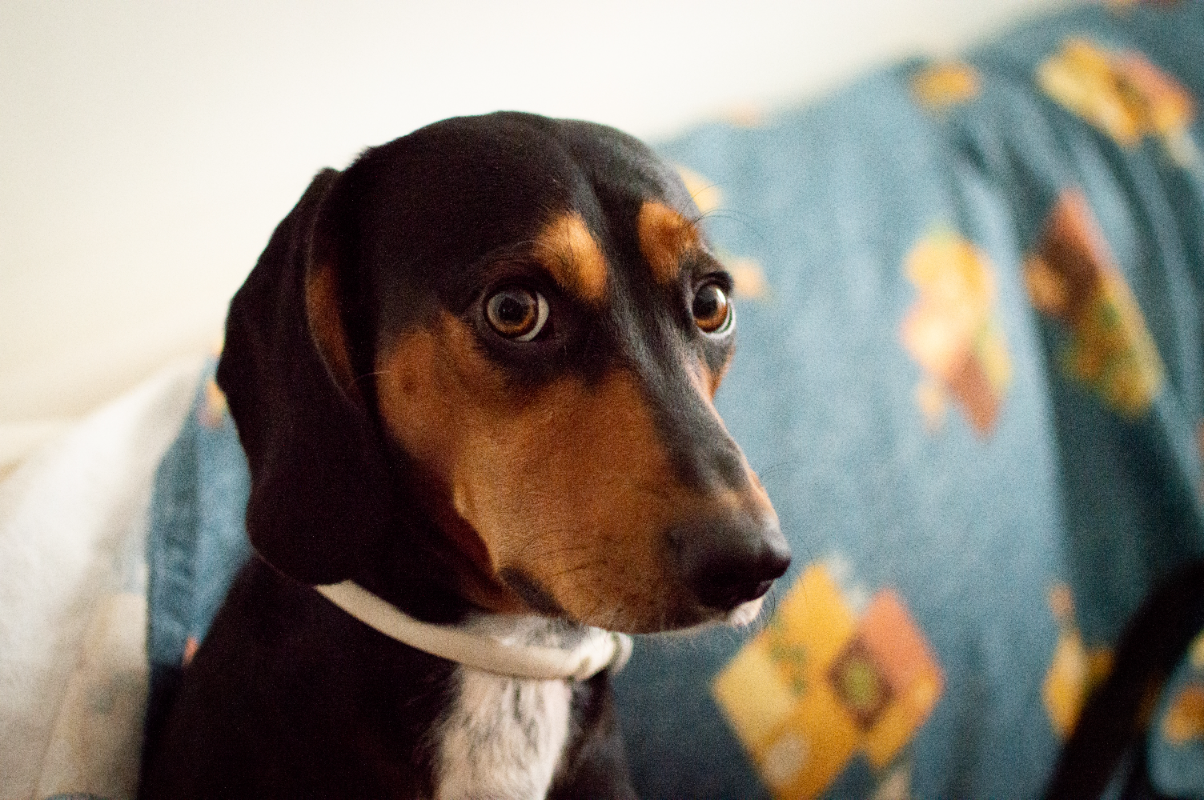 Köpeklerde burun kanaması