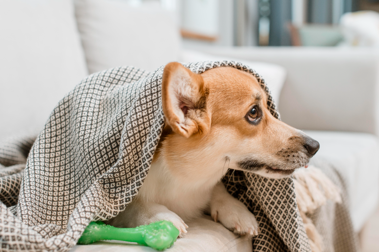 Köpeklerin burnu neden kadar?