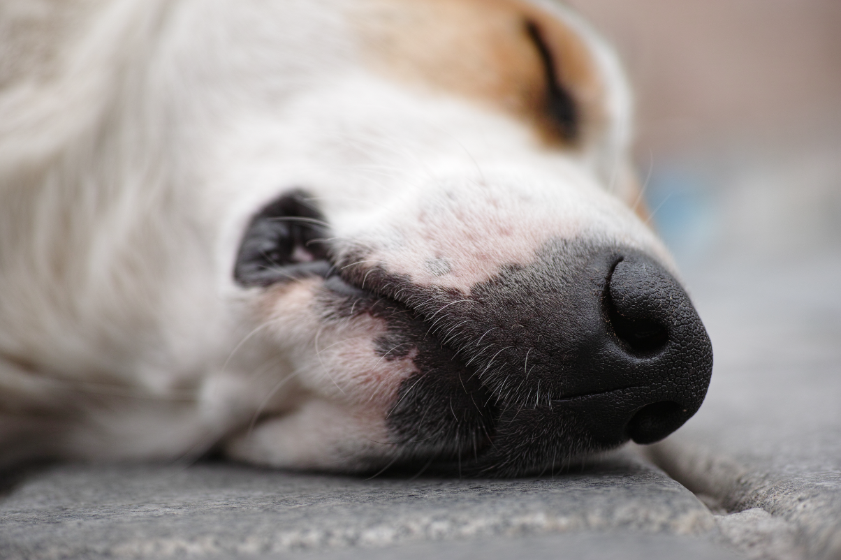Köpeklerde burun kanaması nasıl tedavi edilir?