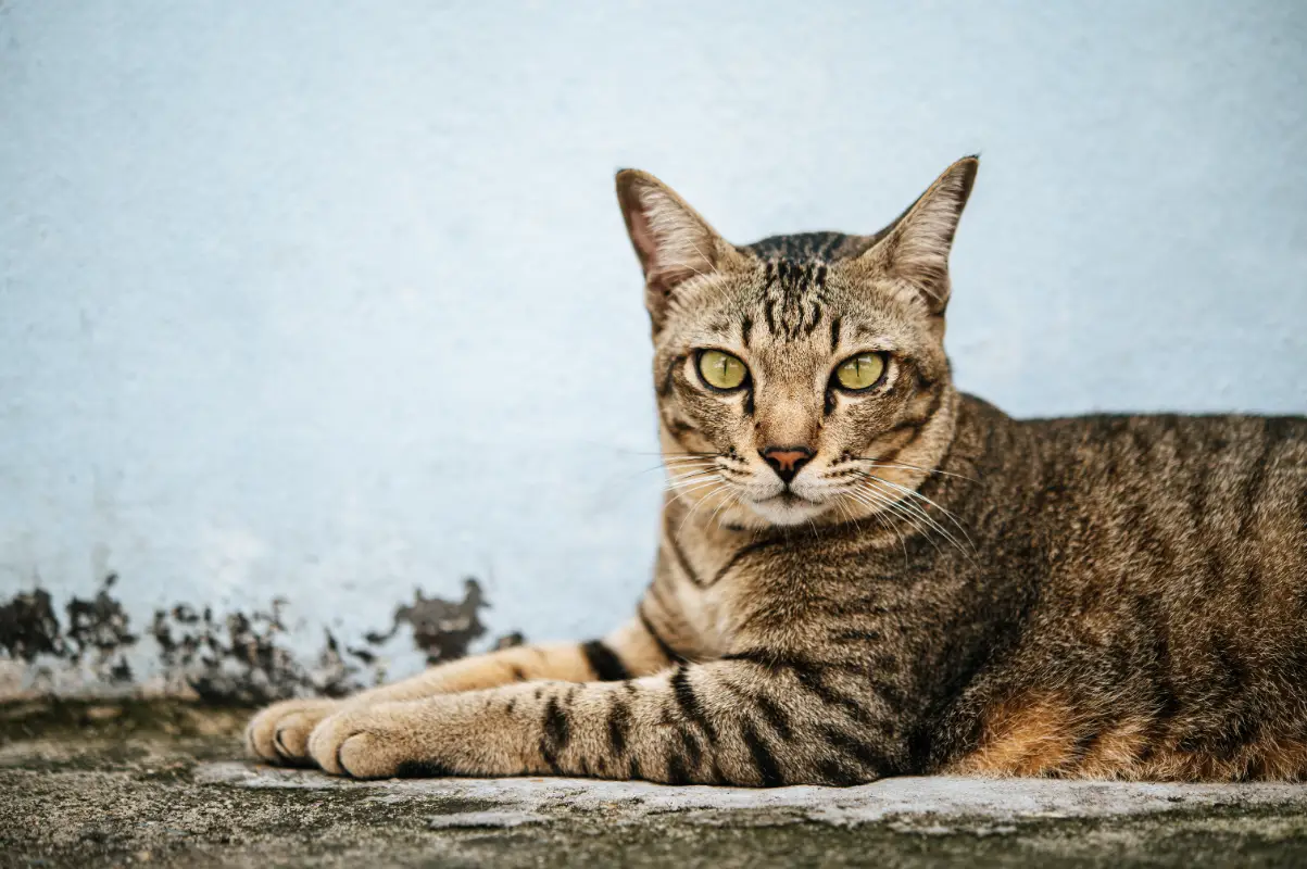 Osmanlıca kedi isimleri