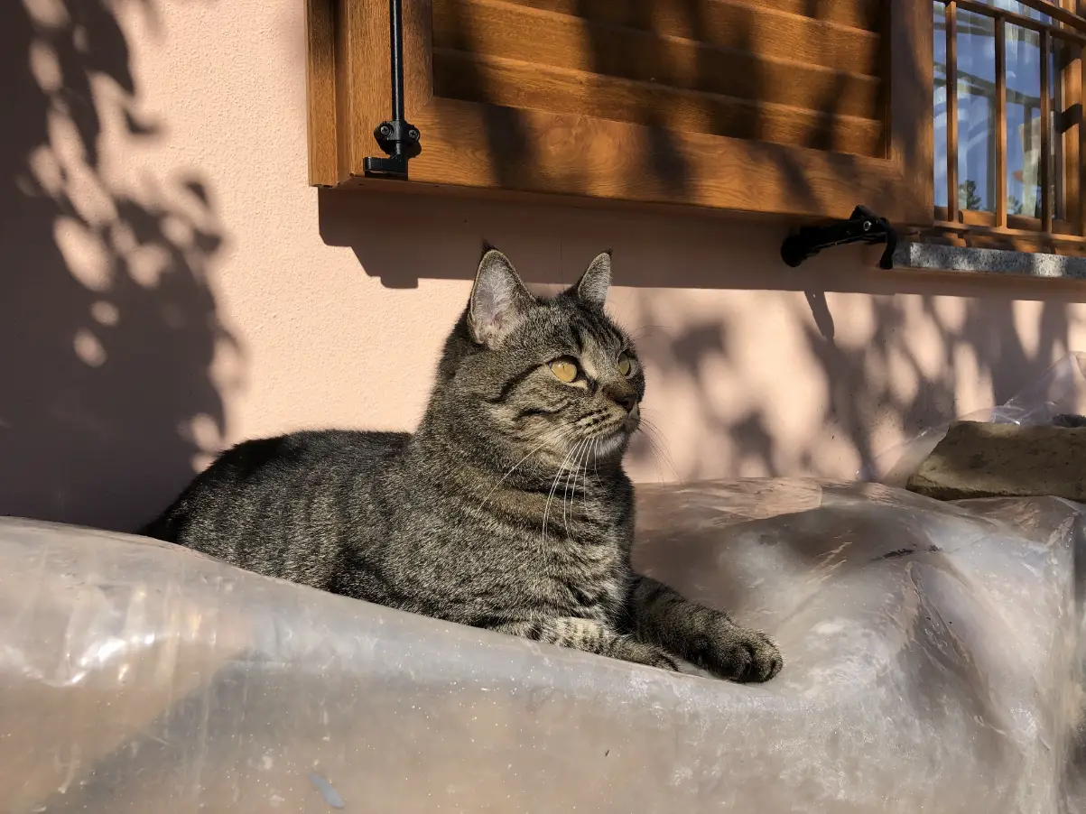 Osmanlıca kedi isimleri