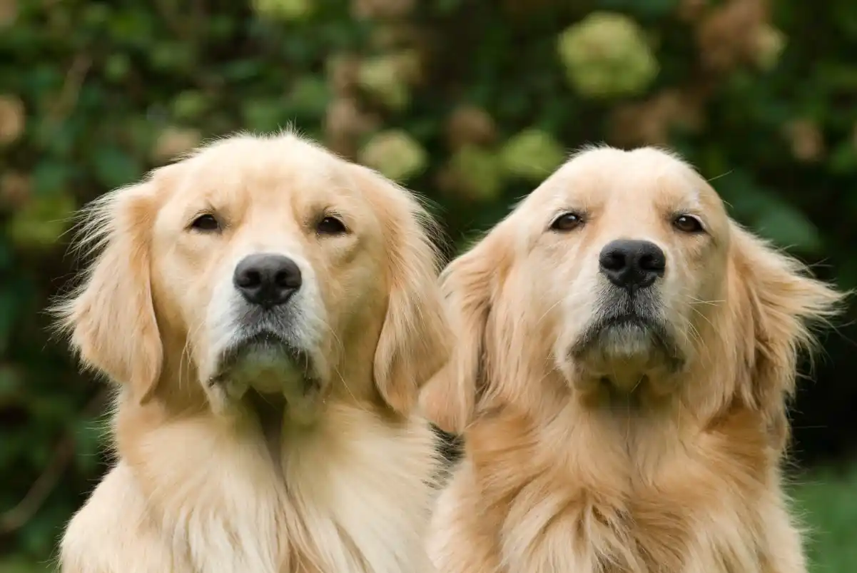 Golden cinsi köpek bakımı nasıl yapılır?