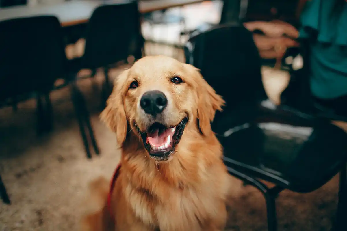 Golden cinsi köpek bakımı