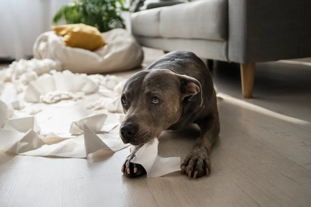 Köpeğimin sesi kısıldı ne yapmalıyım?