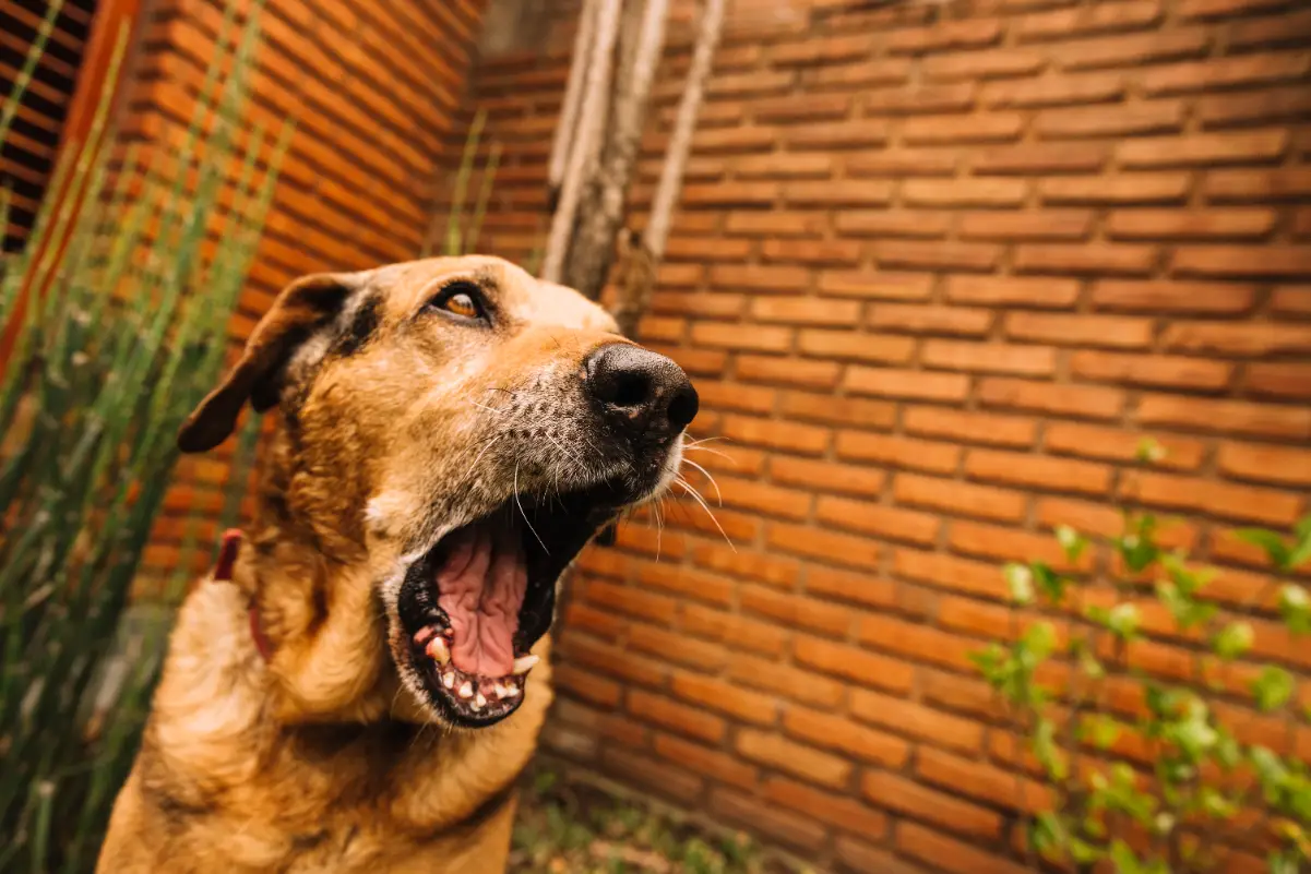 Köpeğimin sesi kısıldı ne yapmalıyım?