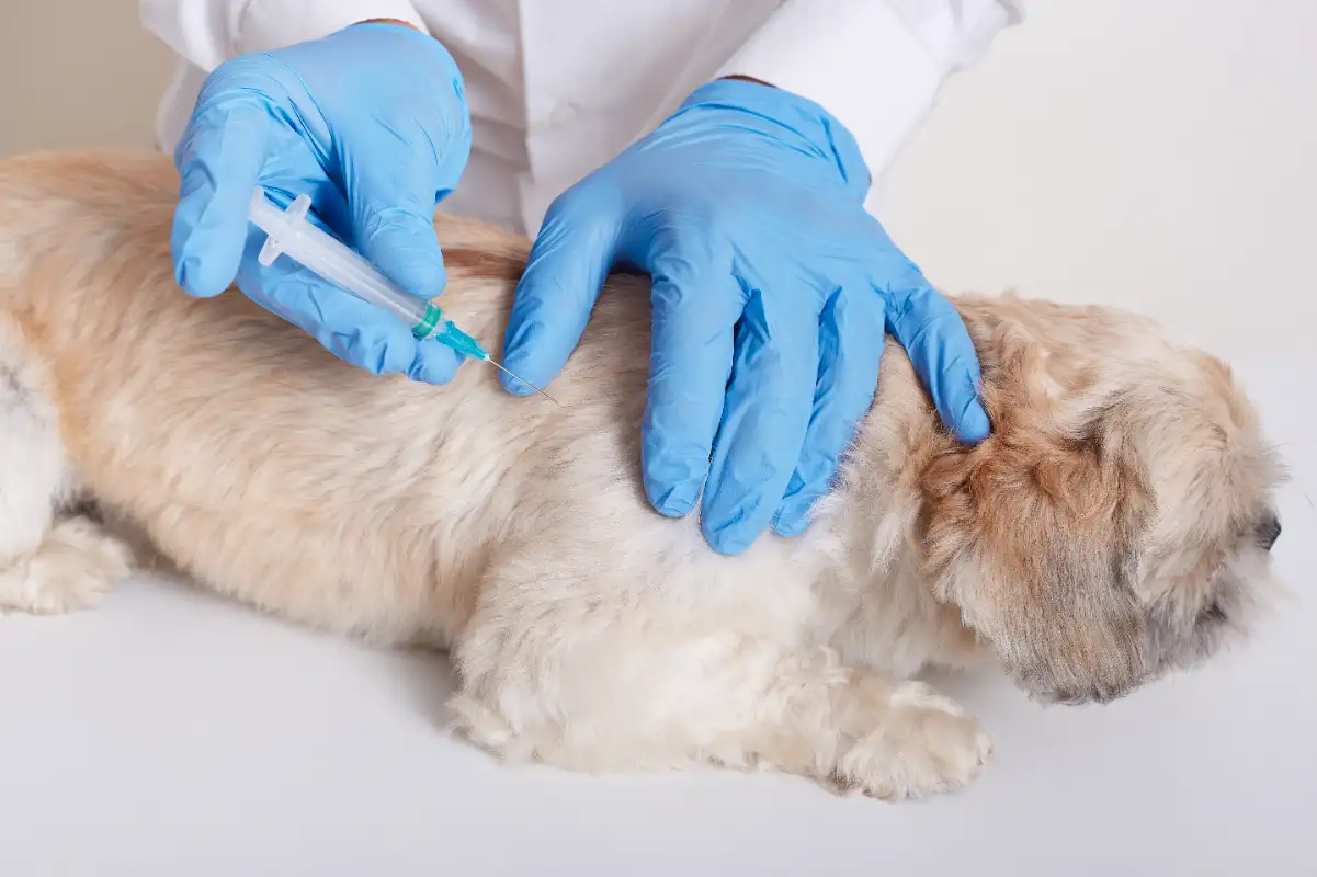Köpek Corona Aşısı Nedir?