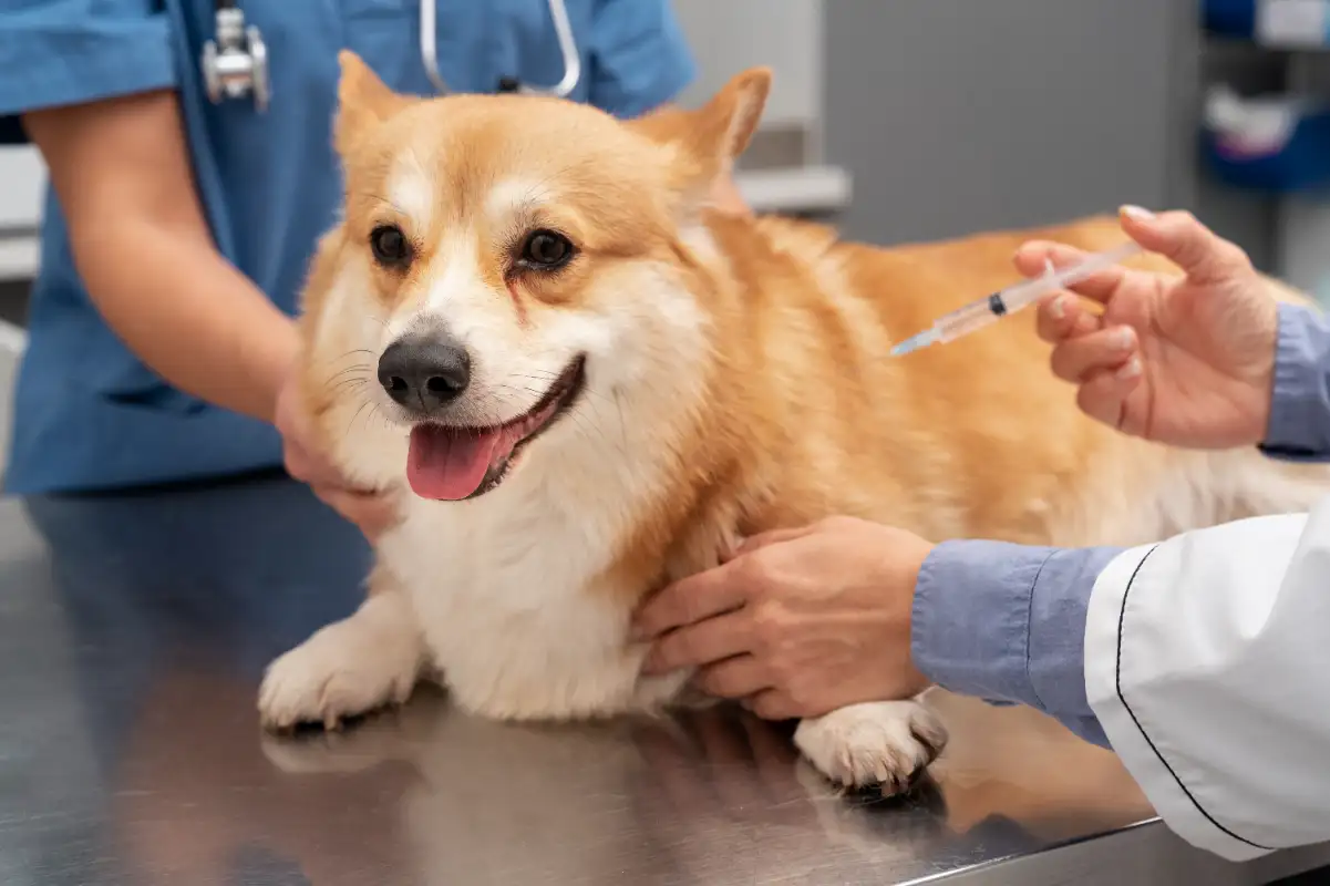 Köpek Corona Aşısı Nedir?
