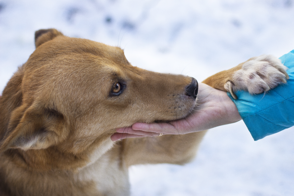 Köpeklerde els hastalığı belirtileri