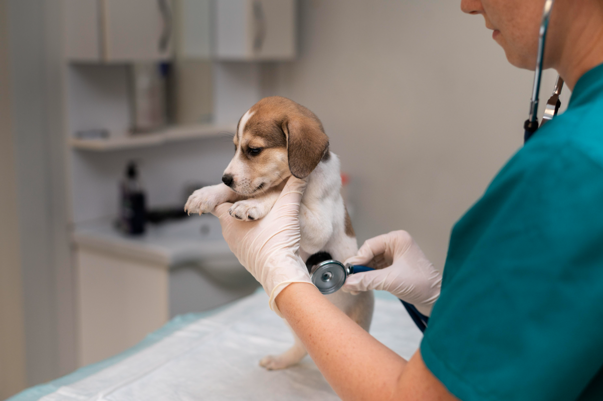 Köpeklerde els hastalığı tedavisi