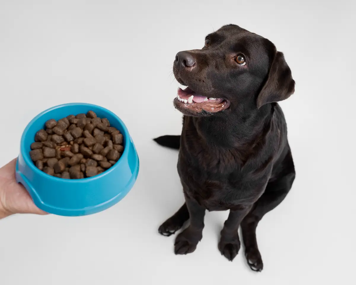 Köpeklerde mama değişimi 