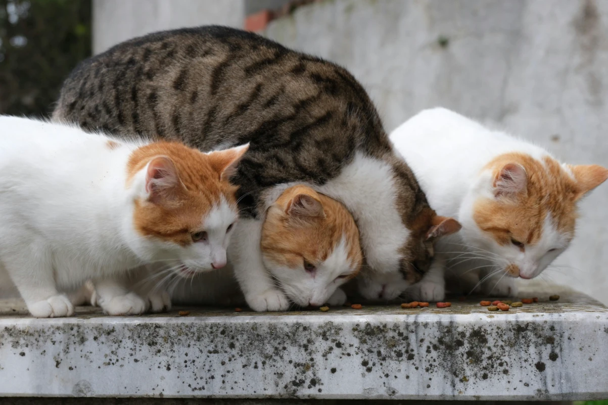 Kedimin iştahı nasıl açılır?